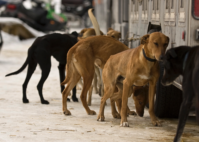2009-03-14, Competition de traineaux a chiens au Bec-scie (120855).jpg - Dans le stationnement